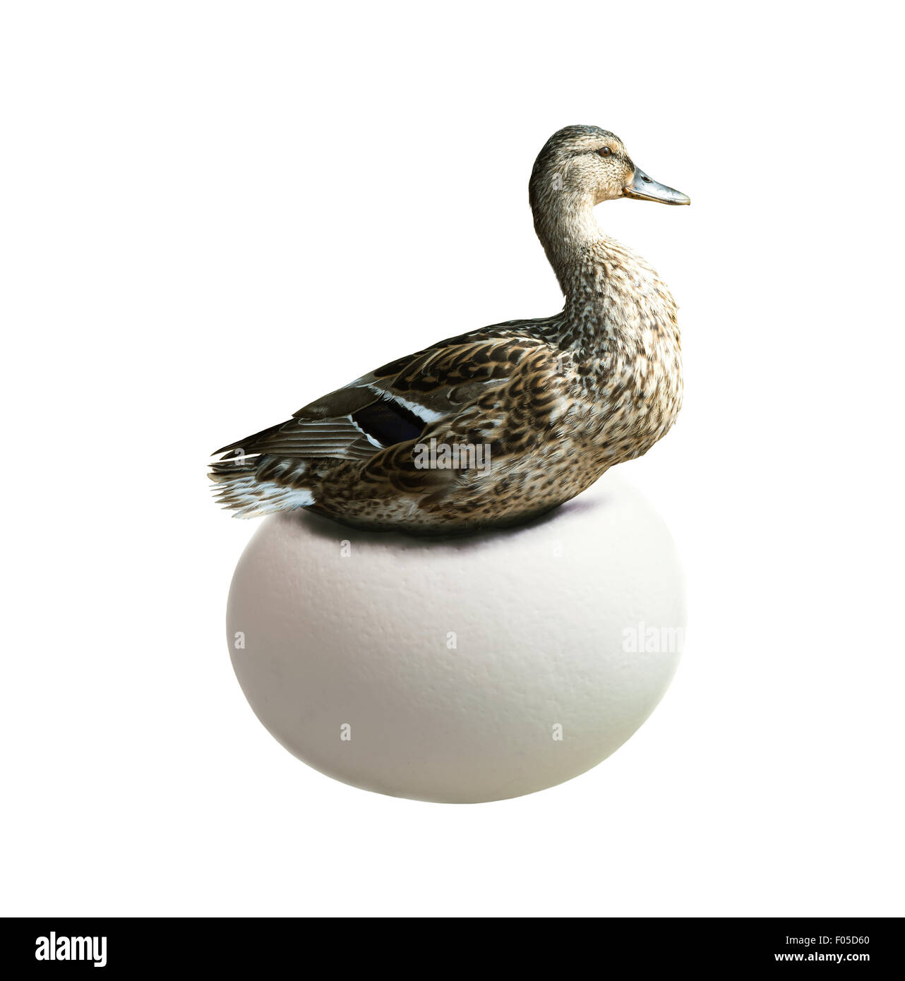 Duck hatching on very large egg isolated on white. Business concept