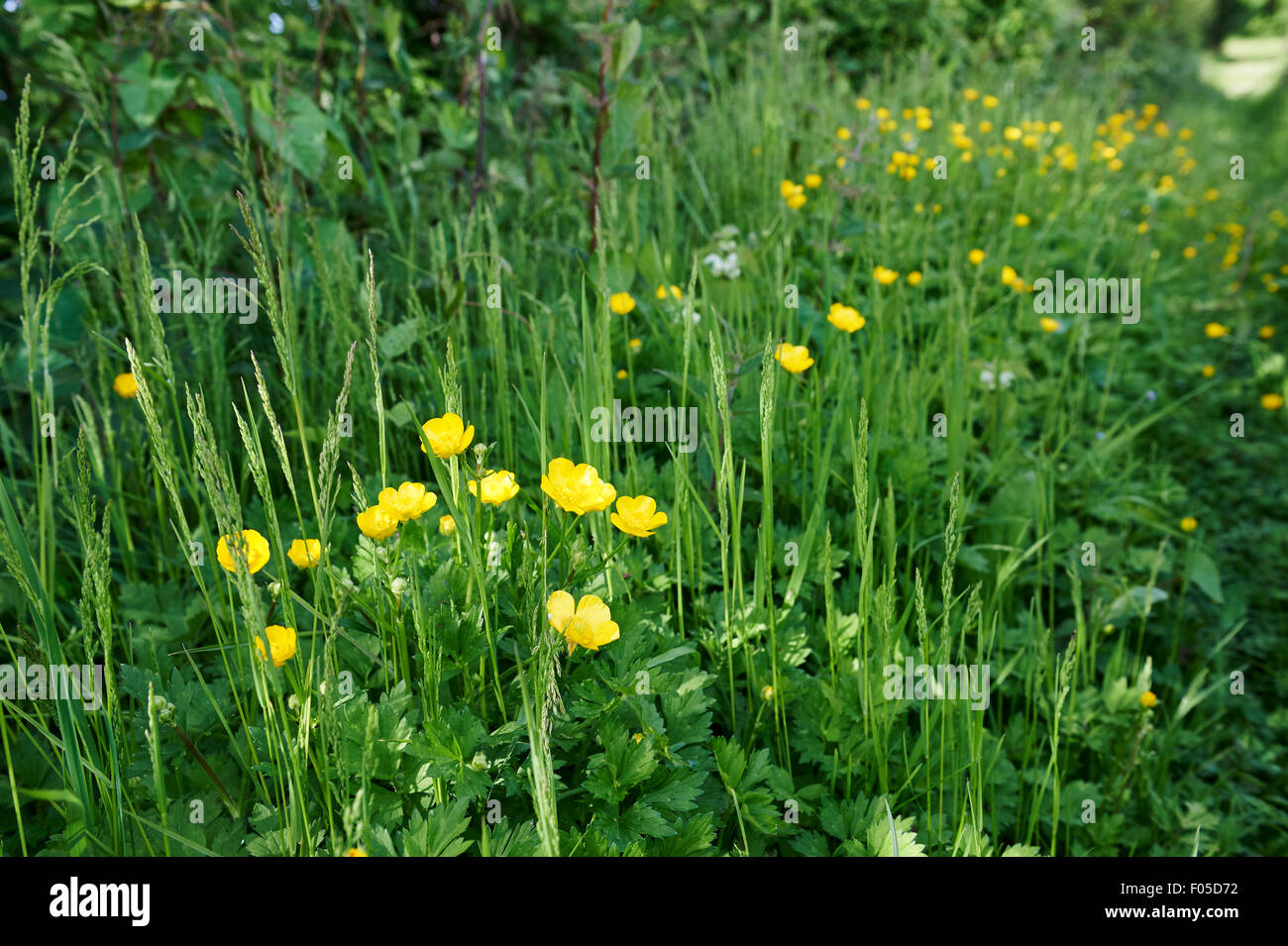 Conservation habitat area on agricultural land with native plants grasses and Bulbous Buttercup flowers (Ranunculus bulbosus). Stock Photo