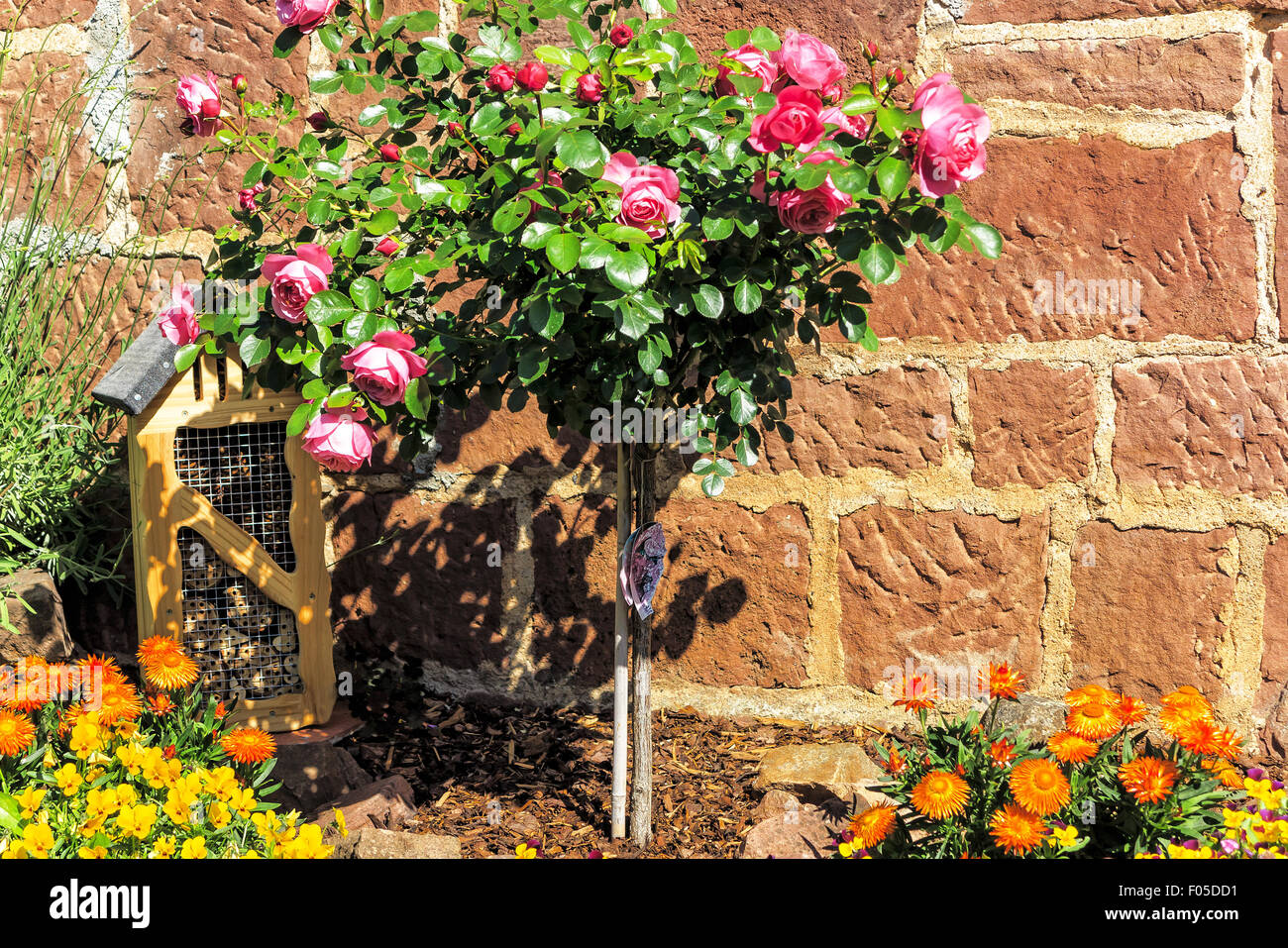Pink stem roses and strawflowers in front of stone wall in a garden Stock Photo