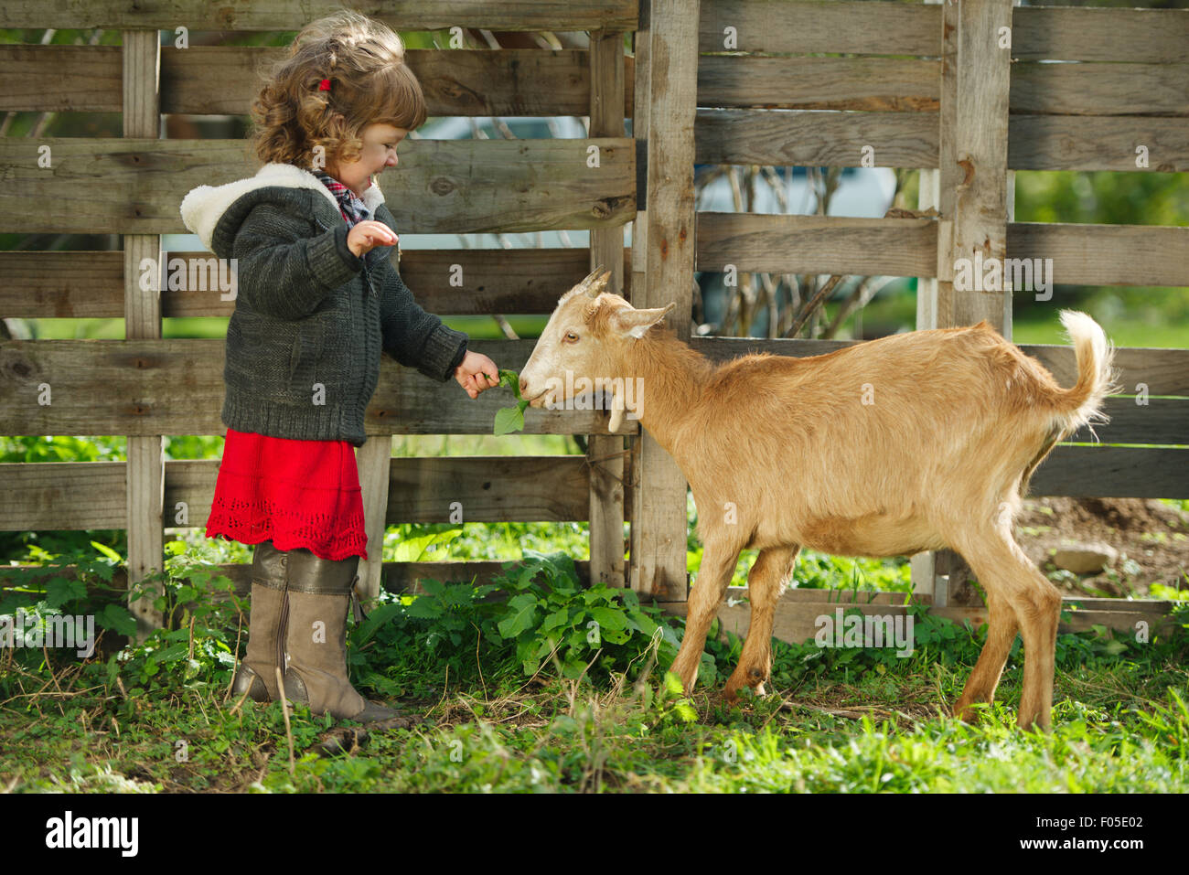 little girl feeding goat in the garden Stock Photo - Alamy