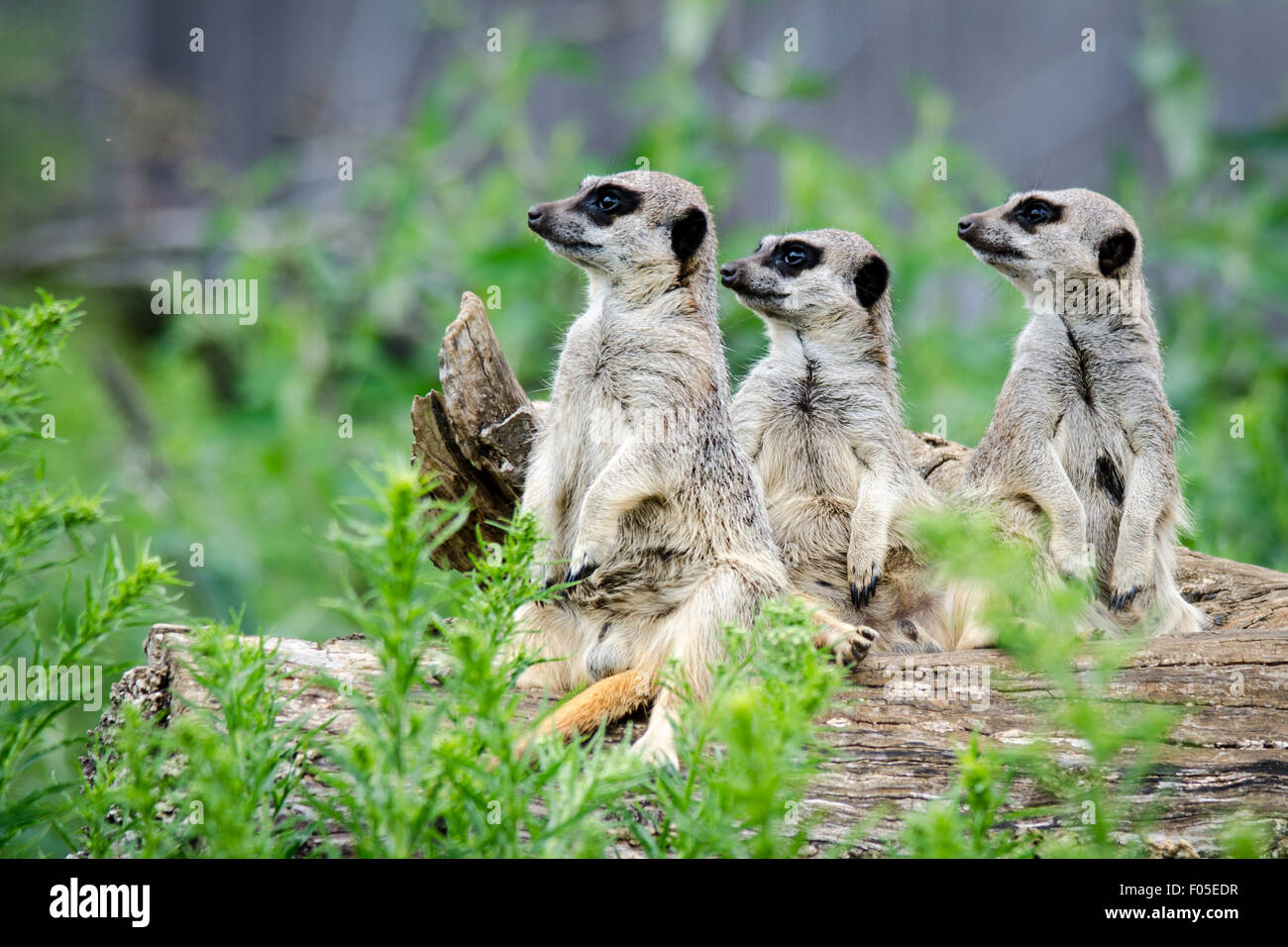 Meerkat (Suricata suricatta) keeping lookout Stock Photo
