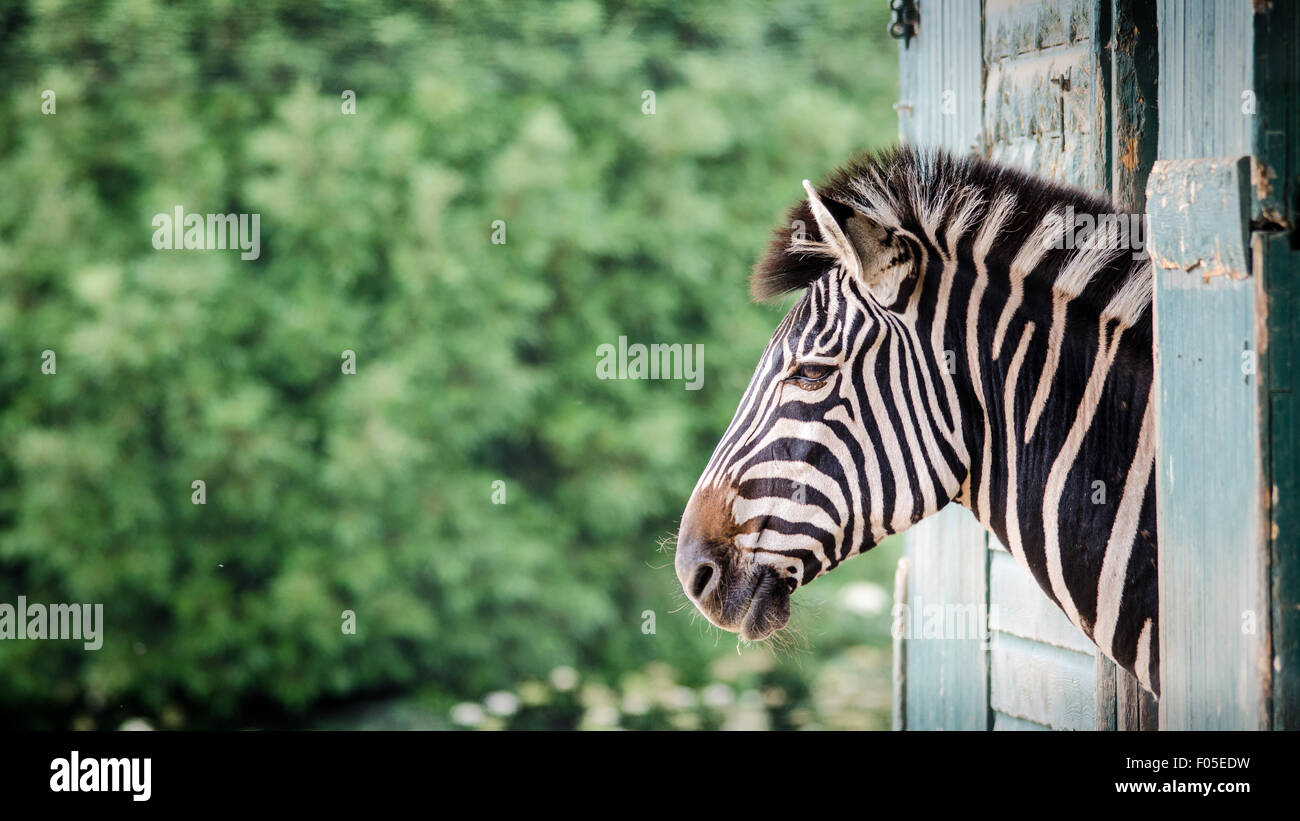 Zebra Looking out of Stable like a Horse Stock Photo Alamy