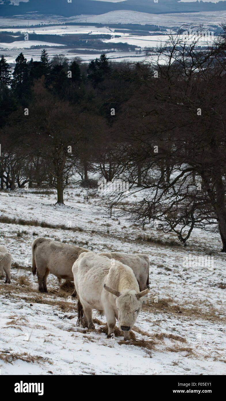 The rarest animal in the UK the Chillingham Wild Cattle herd in north Northumberland in the north east of England. Stock Photo
