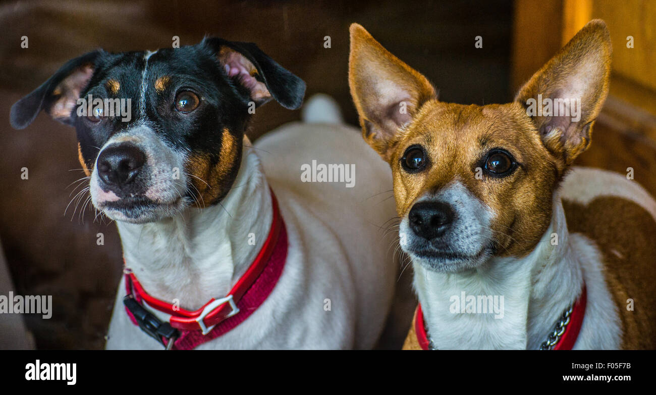 jack russell terrier dogs waiting on a treat Stock Photo