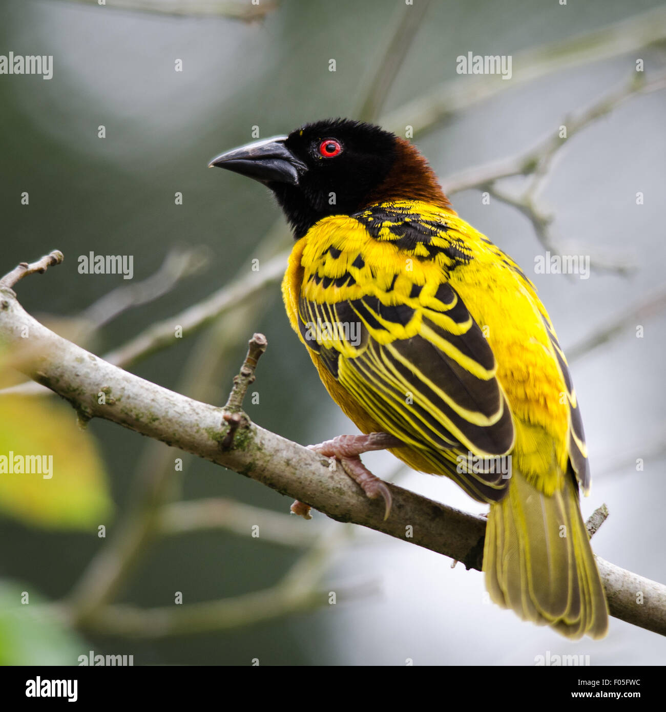 Village Weaver Bird (Ploceus cucullatus) Stock Photo