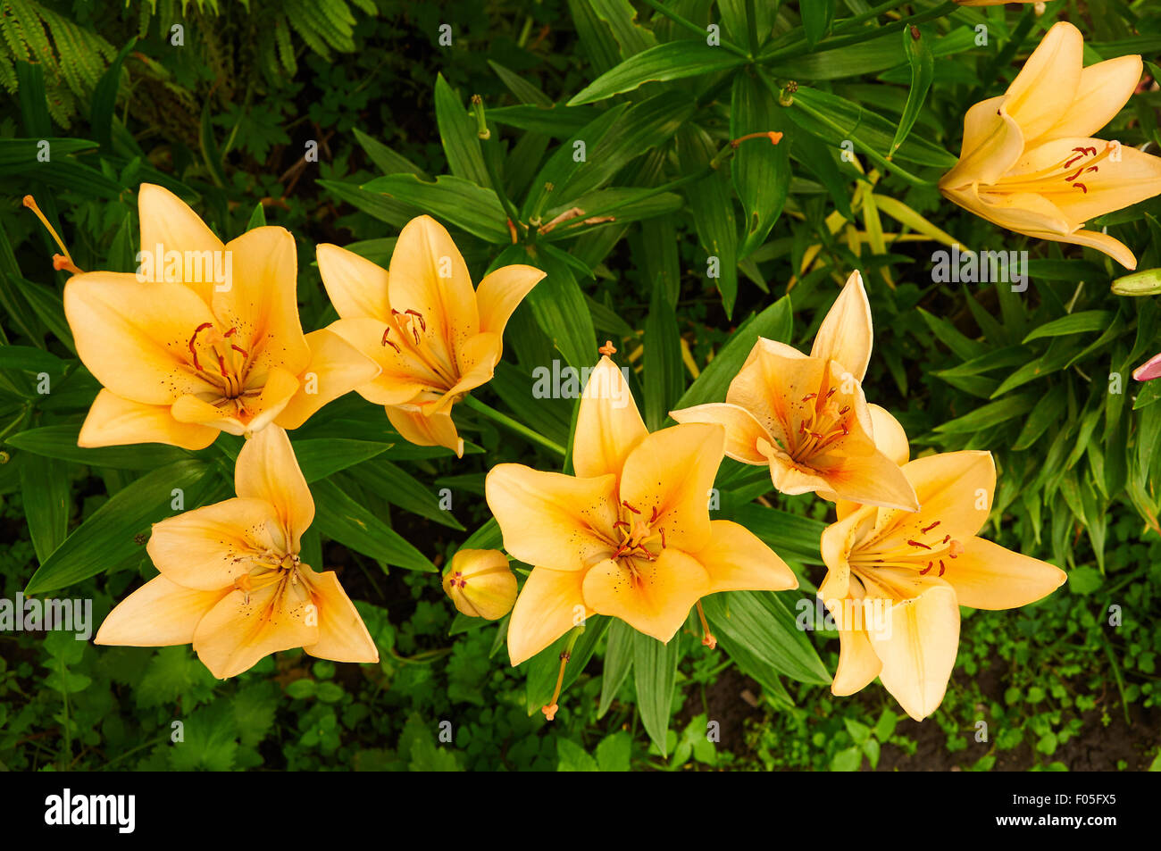 Bright yellow bush of fragile lily flowers in the garden Stock Photo