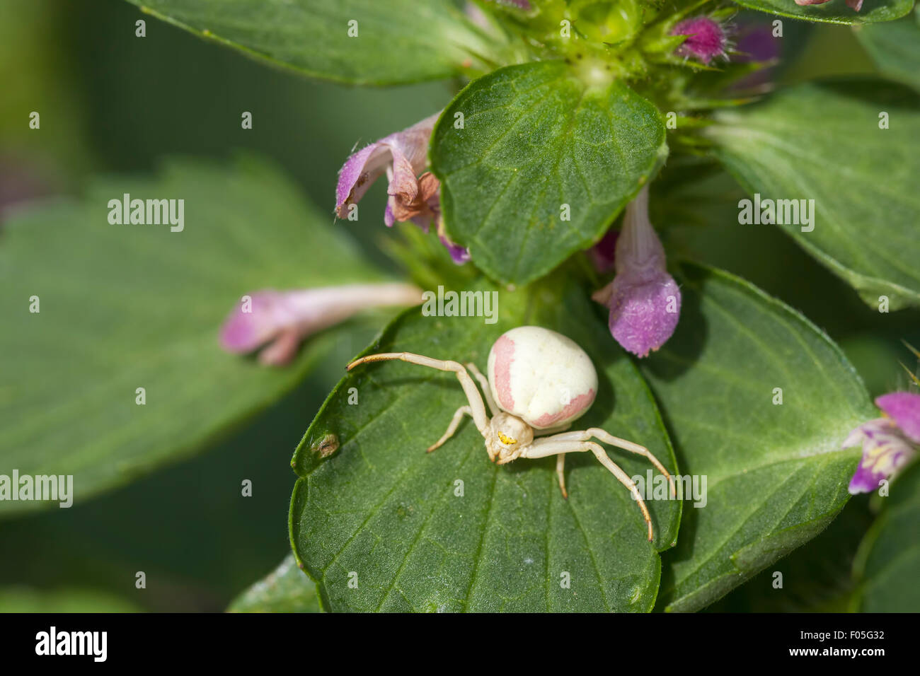 Goldenrod crab spider eggs hires stock photography and images Alamy