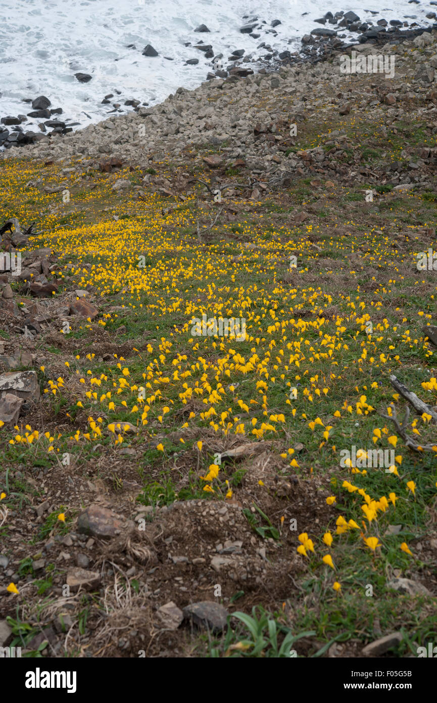 Narcissus obesus at Parque Natural do Sudoeste Alentejano e Costa Vicentina, Portugal. April. Stock Photo