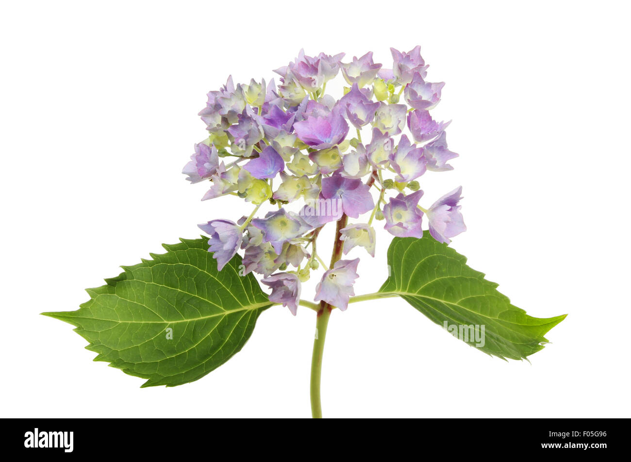 Mophead hydrangea flower and foliage isolated against white Stock Photo