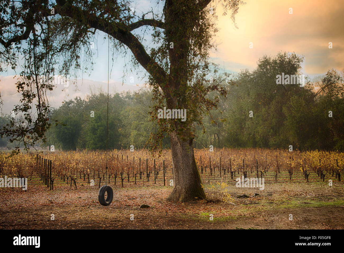 A lonely tire swing in the Napa Valley - Entre Nous Vineyards Stock Photo