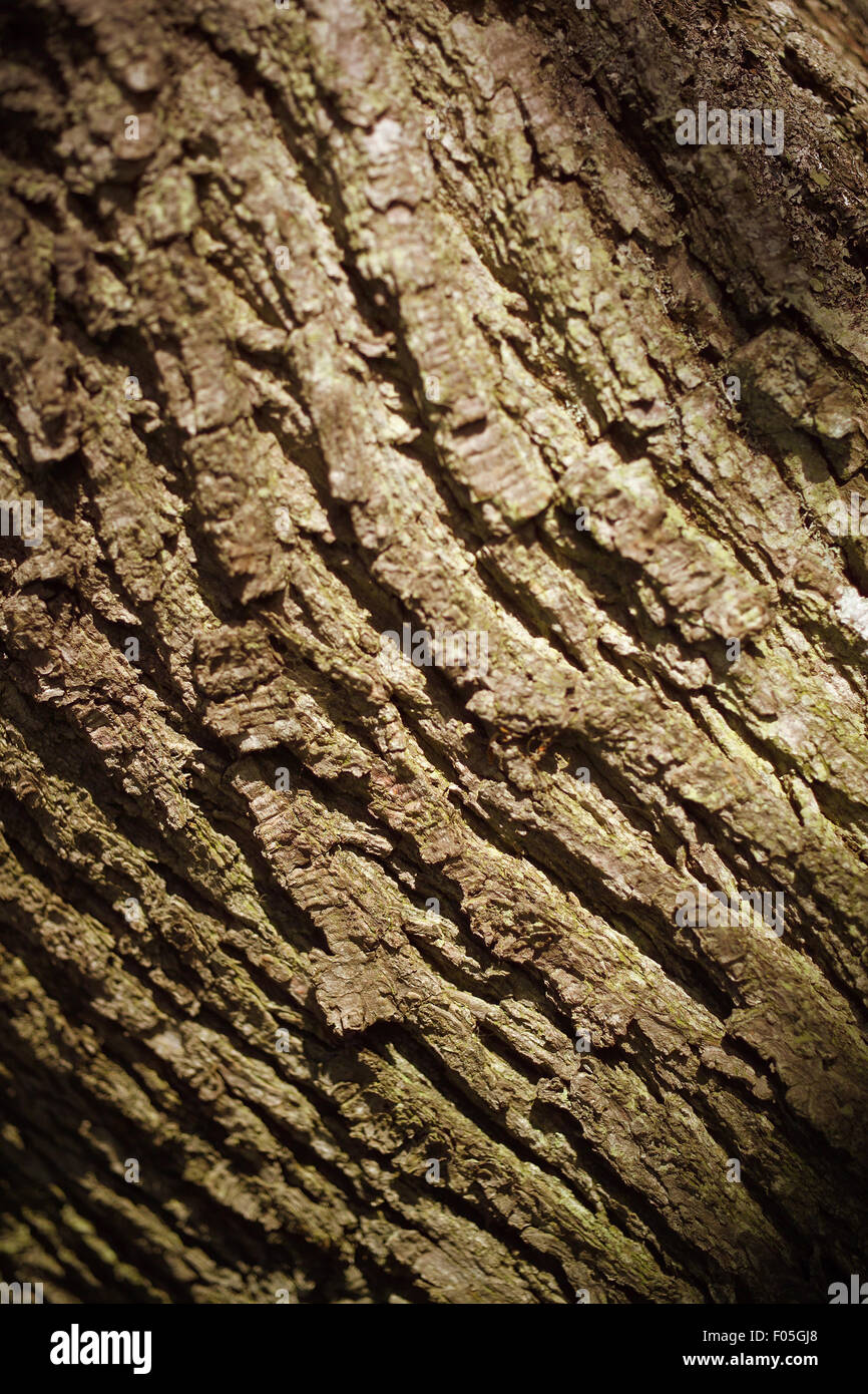 Weathered tree bark Stock Photo