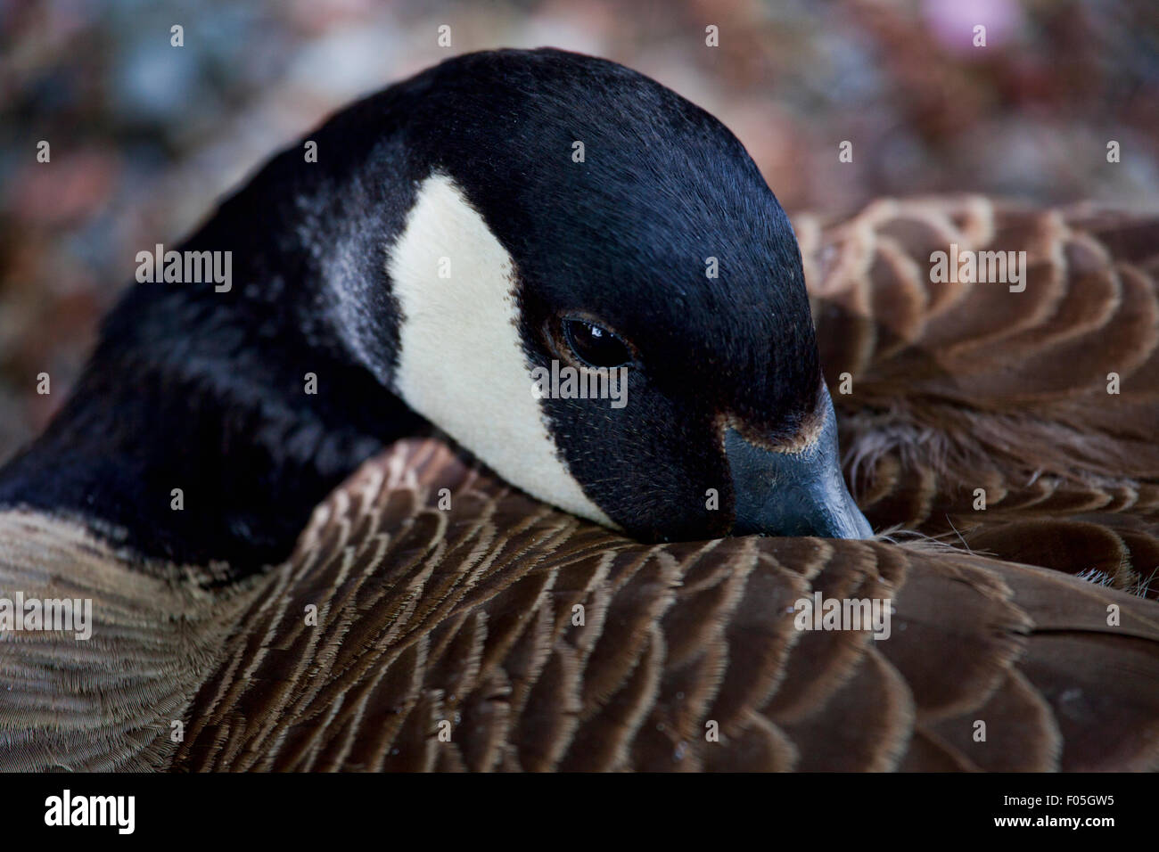 Canadian goose sleeping on the ground Stock Photo Alamy