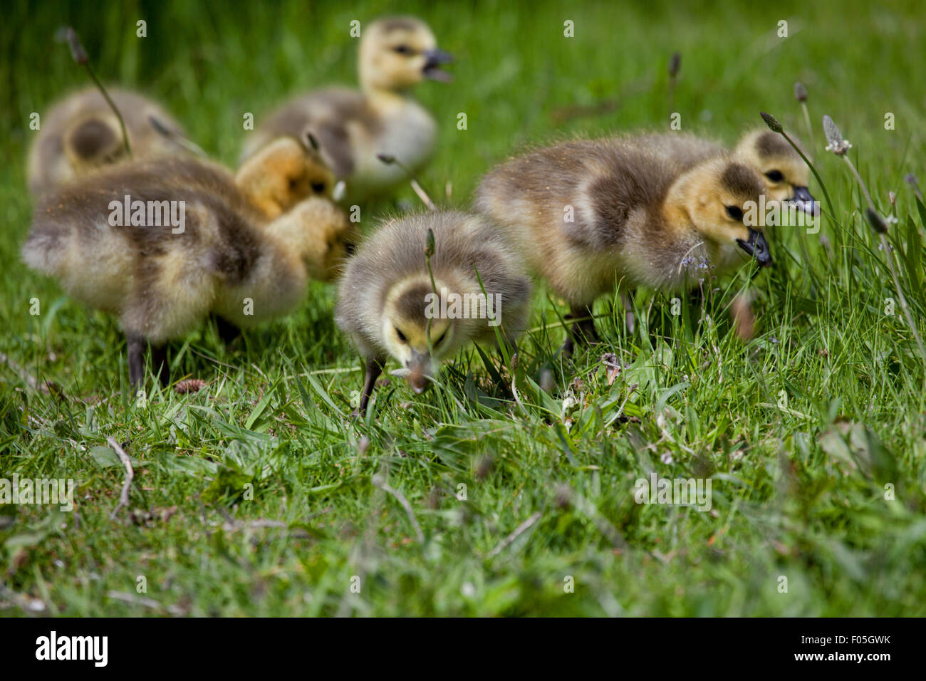 Goslings feeding on grass Stock Photo - Alamy