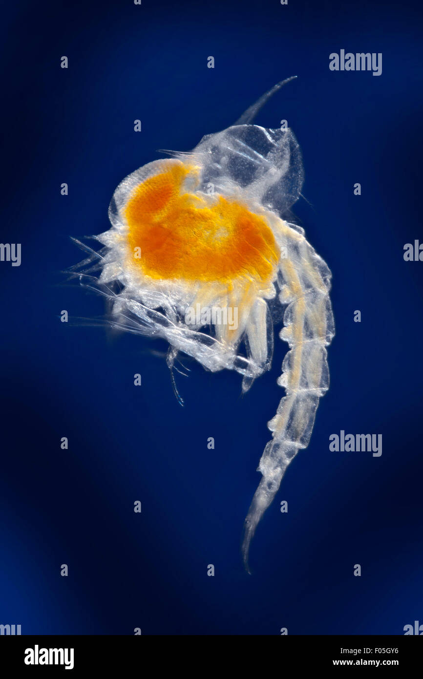 Crab larva zoea, darkfield photomicrograph Stock Photo Alamy