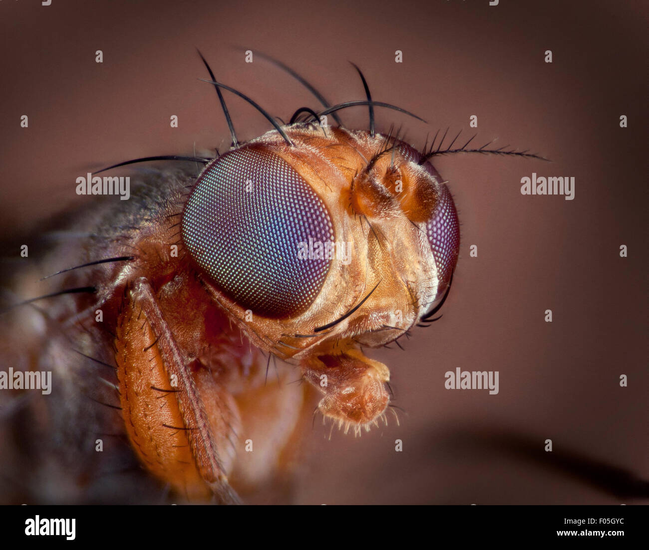 High detail close up hires stock photography and images Alamy