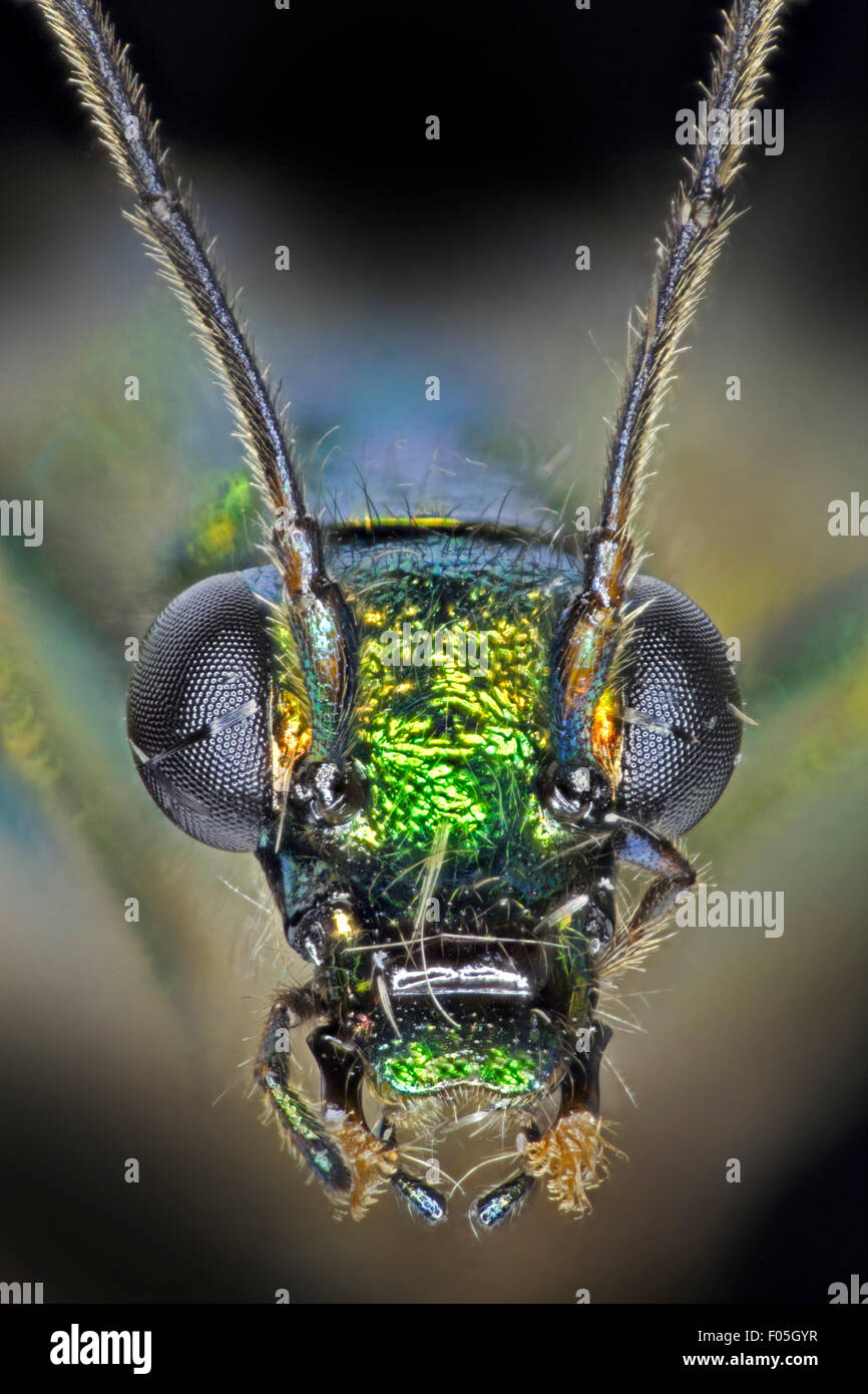 Oedemera nobilis. Thick Legged Flower Beetle, Male. high macro views showing green iridescence Stock Photo