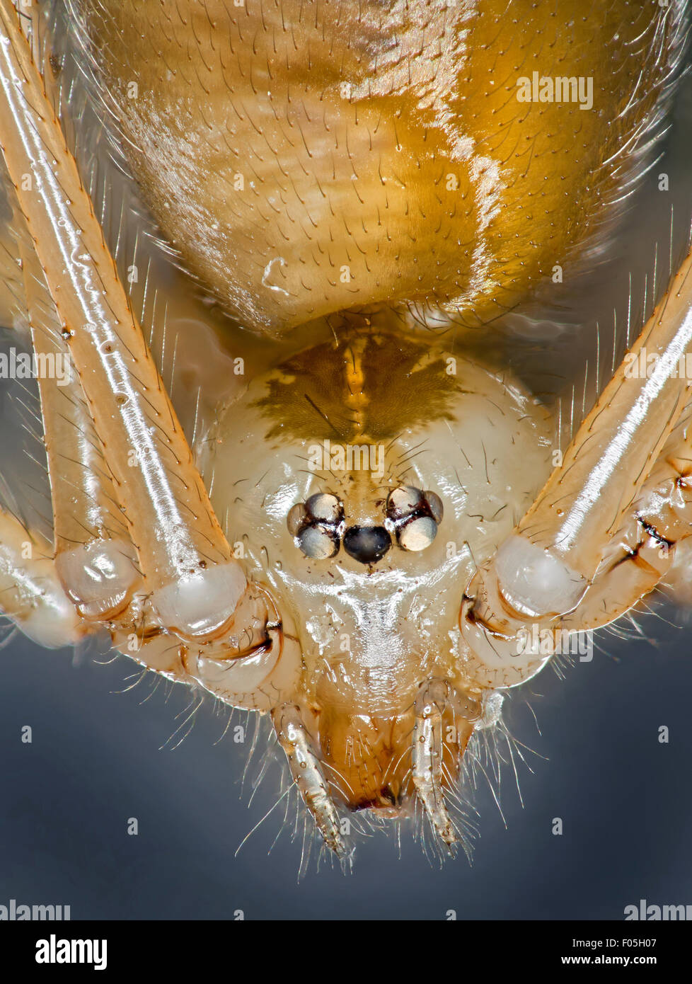 Pholcus phalangioides,daddy long-legs spider, granddaddy long-legs spider, carpenter spider, daddy long-legs, head detail Stock Photo