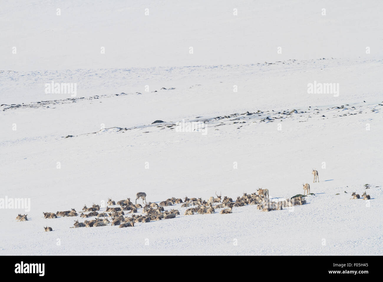 Wild Reindeer (Rangifer tarandus) herd in snow. Dovrefjell-Sunndalsfjella National Park. Norway. Stock Photo