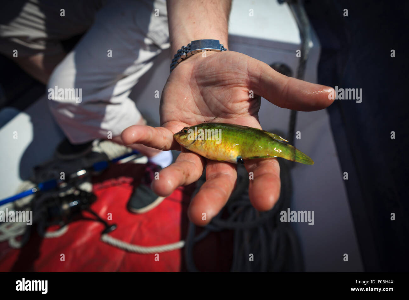 Fisherman Luis Merayo holding small fish. A Coruna. Galicia. Spain ...