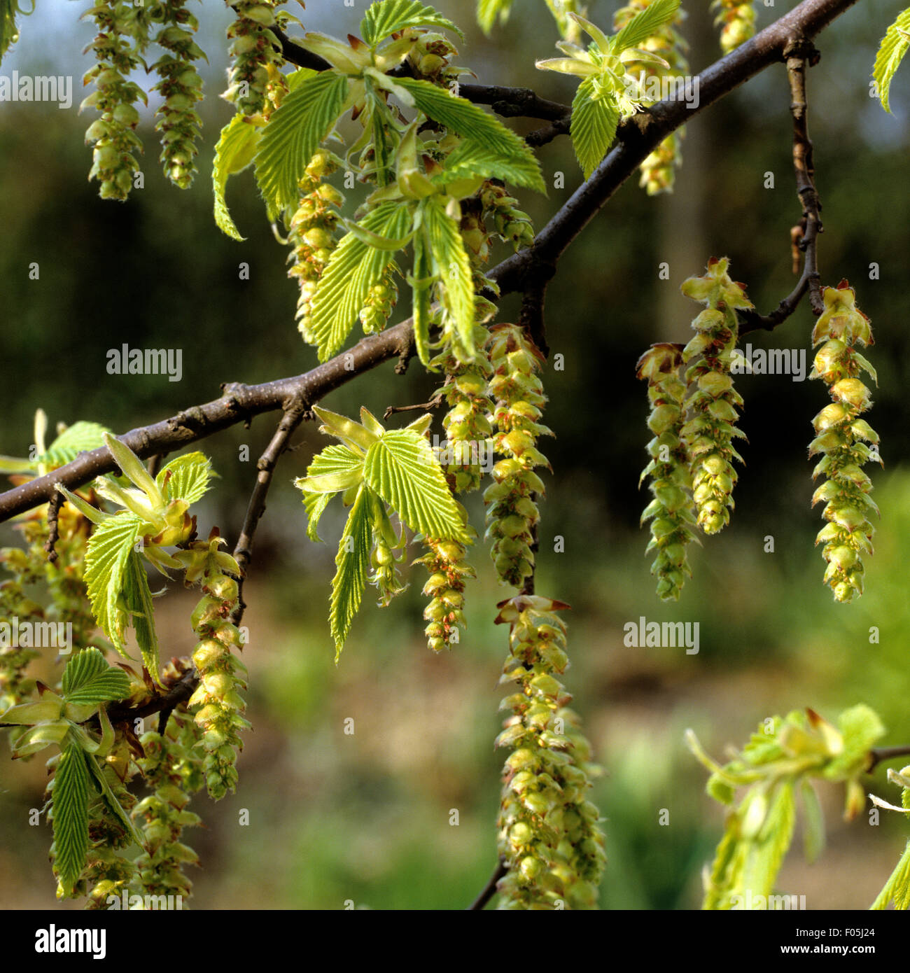 Hainbuche, Carpinus betulus Stock Photo Alamy