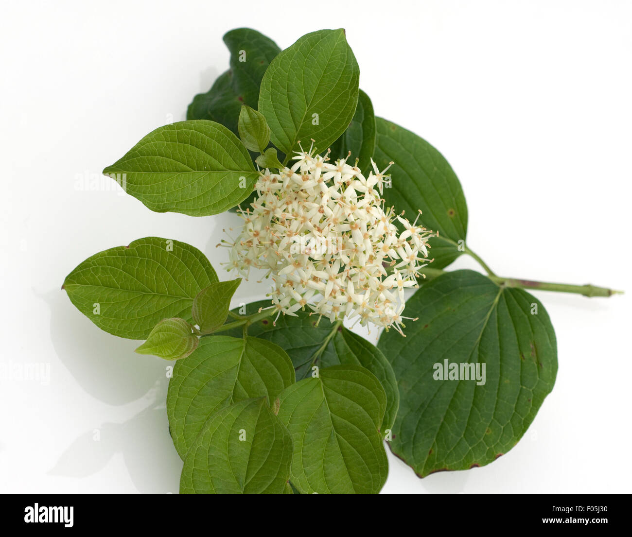 Hartriegel, Cornus, Strauch, Busch, Gehoelz Stock Photo Alamy