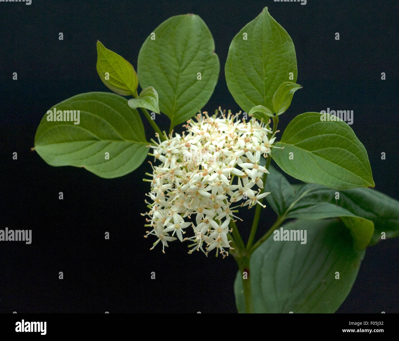 Hartriegel, Cornus, Strauch, Busch, Gehoelz Stock Photo Alamy