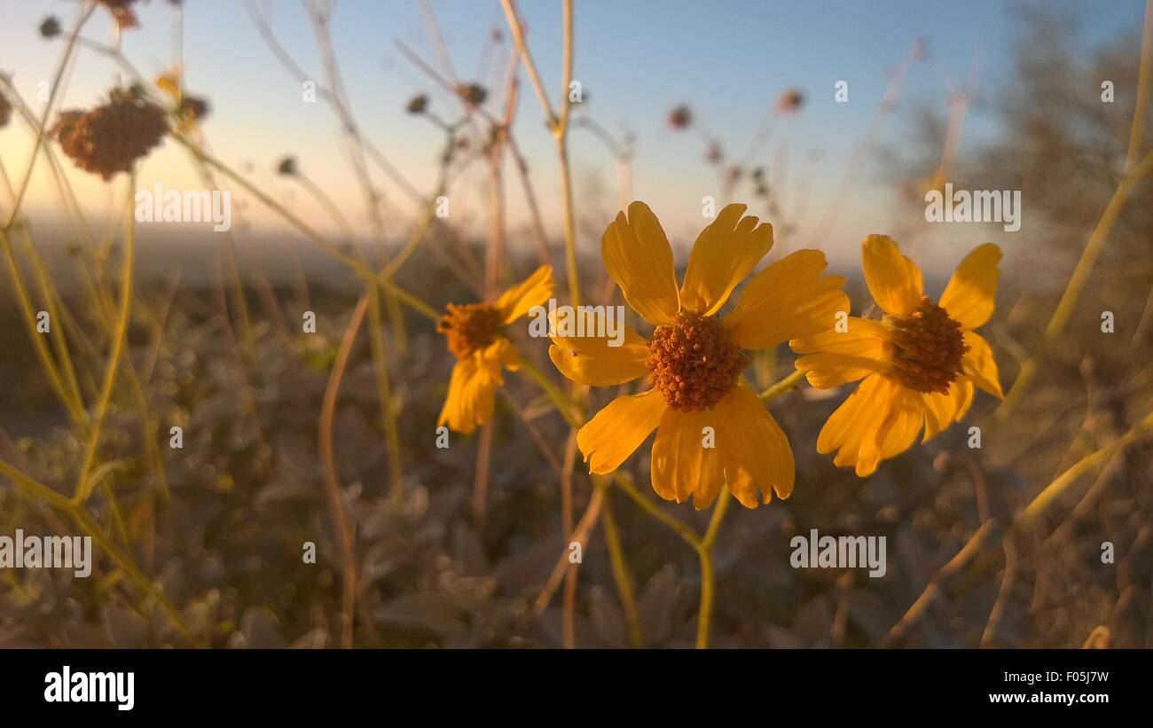 flowers at dusk Stock Photo Alamy