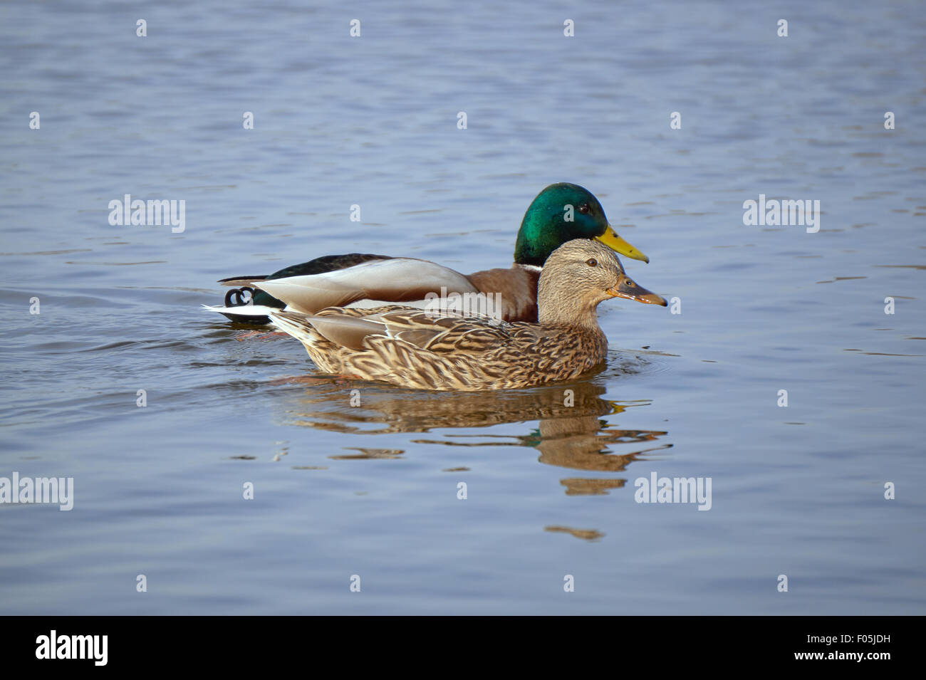 A pair of mallard ducks floating on the pond Stock Photo - Alamy