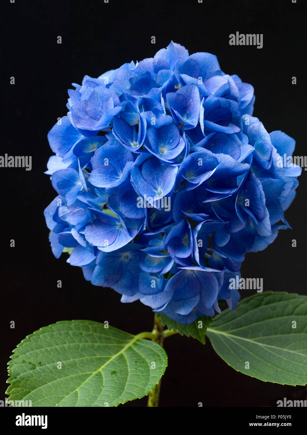 Hortensie hydrangea macrophylla hi-res stock photography and images - Alamy