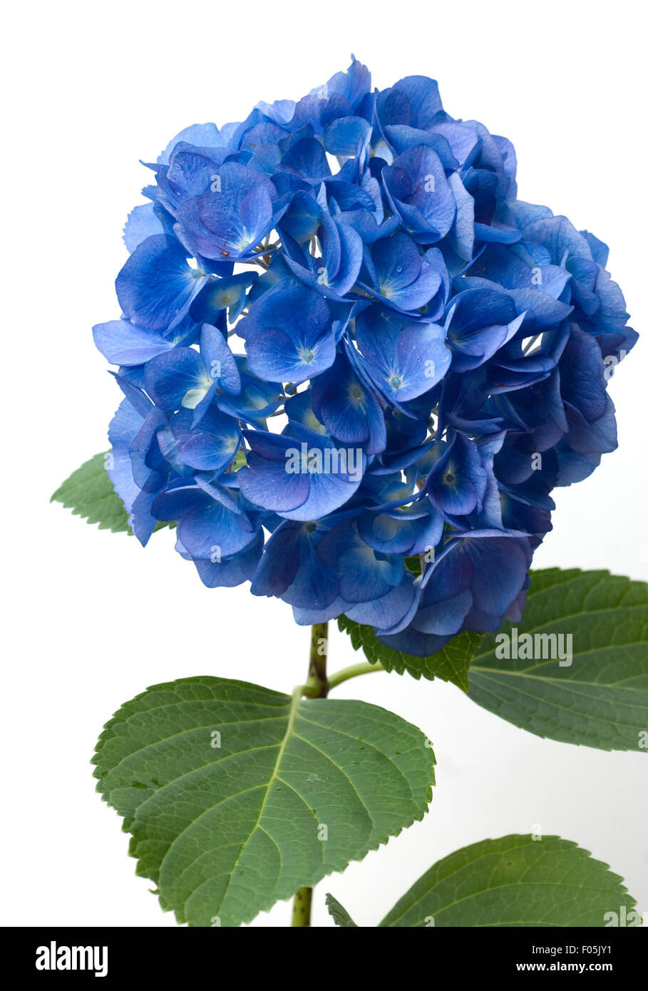 Hortensie hydrangea macrophylla High Resolution Stock Photography and ...