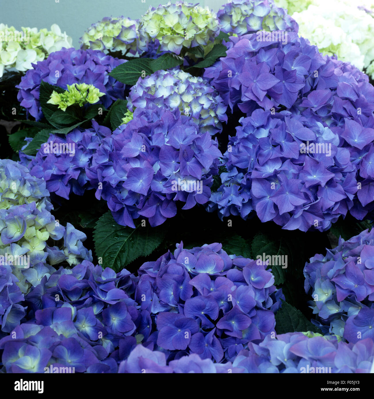 Hortensie, Hydrangea, macrophylla, Stock Photo