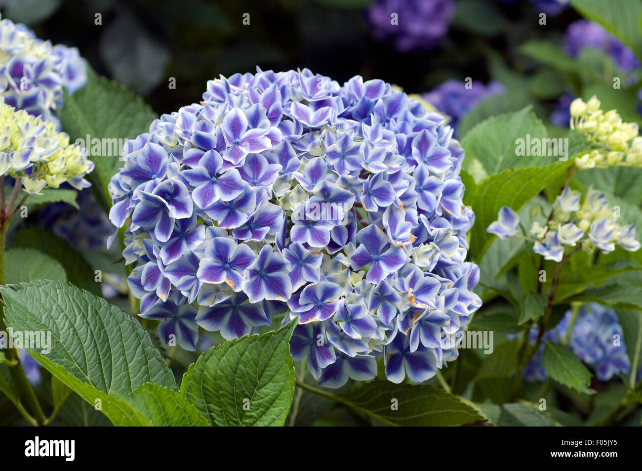 Hortensienbluete, blau , Stock Photo