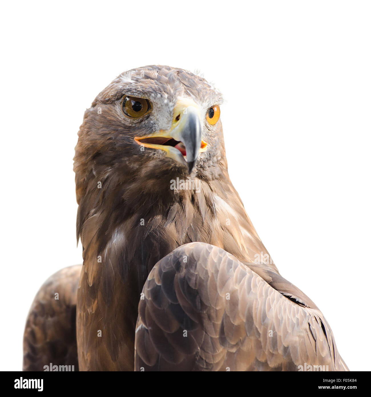 Raptorial bird hi-res stock photography and images - Alamy