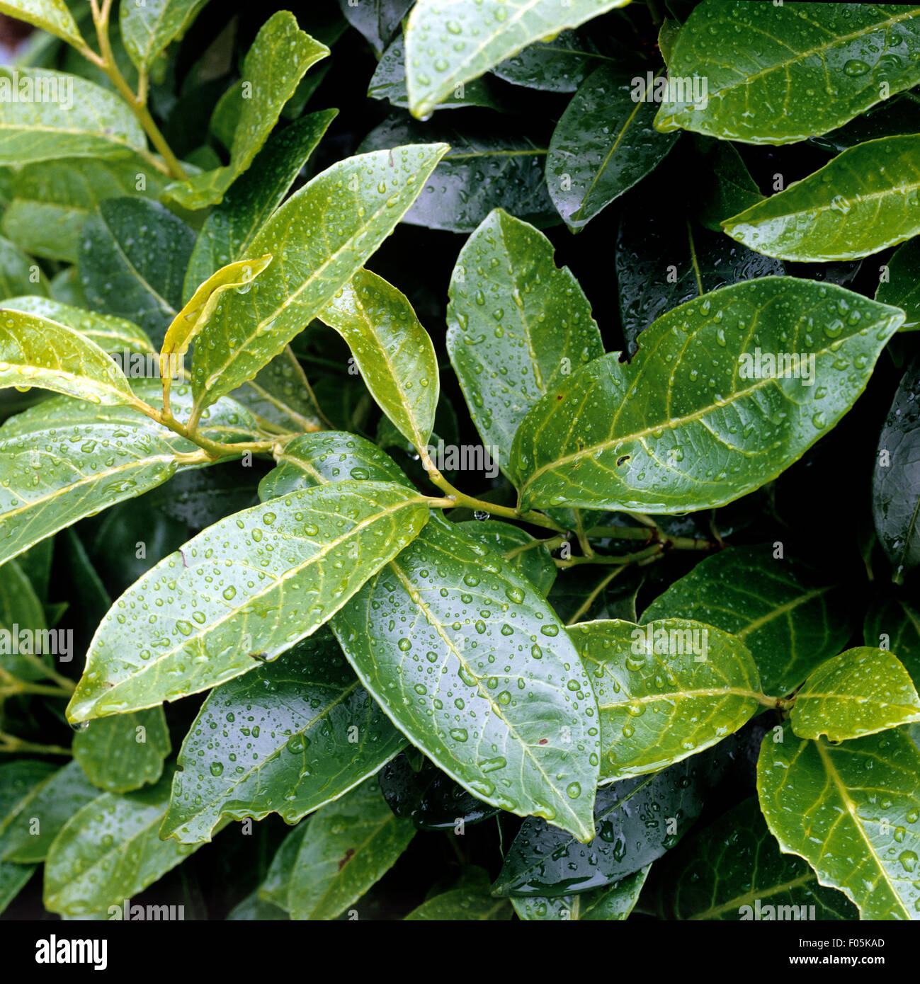 velvet philodendron Philodendron micans, 