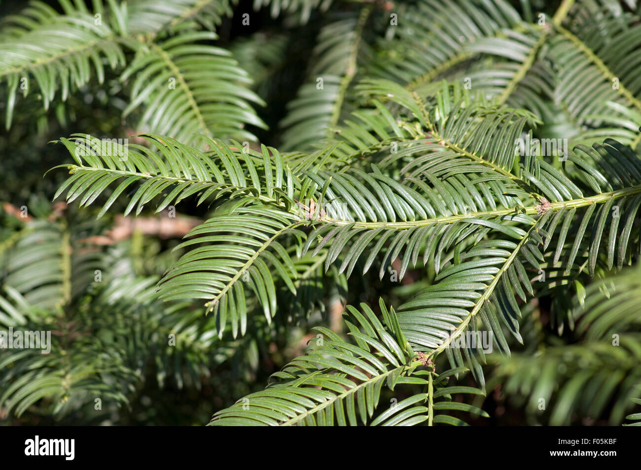 Kopfeibe, Pflaumeneibe, Cephalotaxus, Stock Photo