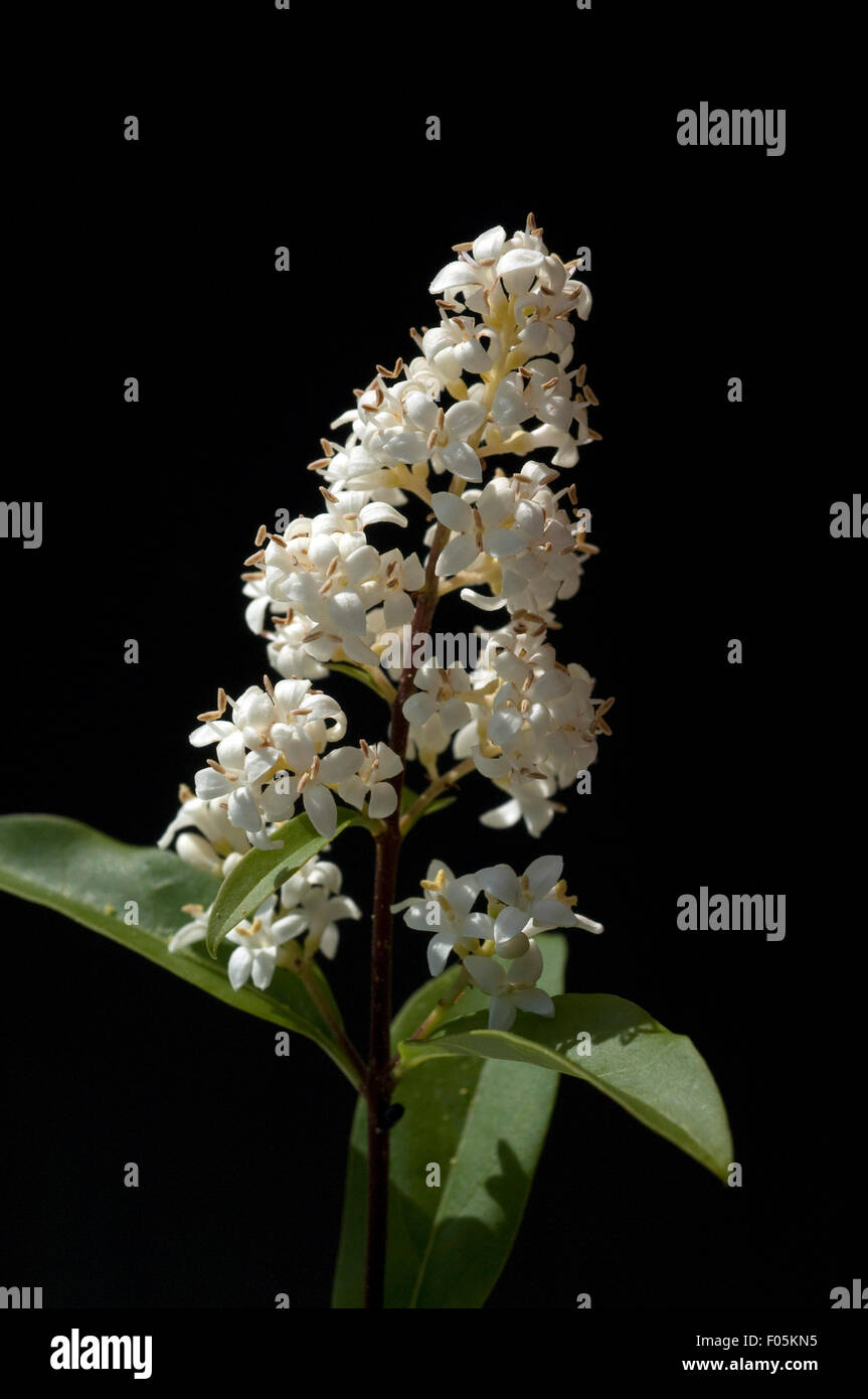 Ligusterbluete, Blueten, Liguster; Ligustrum; vulgare Stock Photo - Alamy