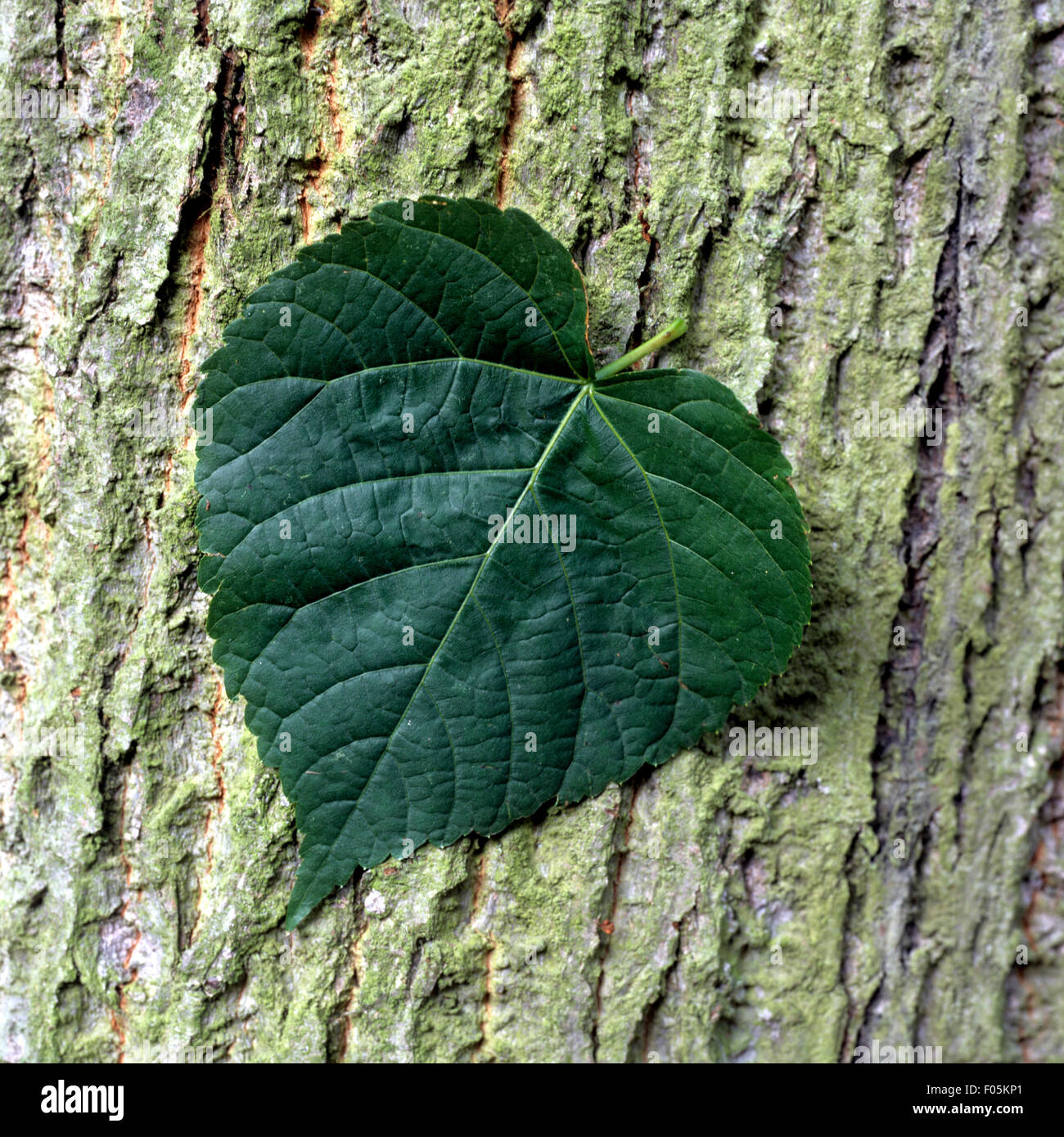 Lindenblatt hires stock photography and images Alamy
