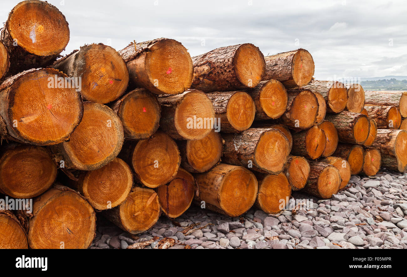 Trees cut into logs and piled on a stone beach Somerset England UK Stock Photo