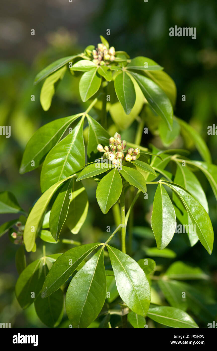 Mexikanische, Orangenblume, Choisya, ternata, Stock Photo