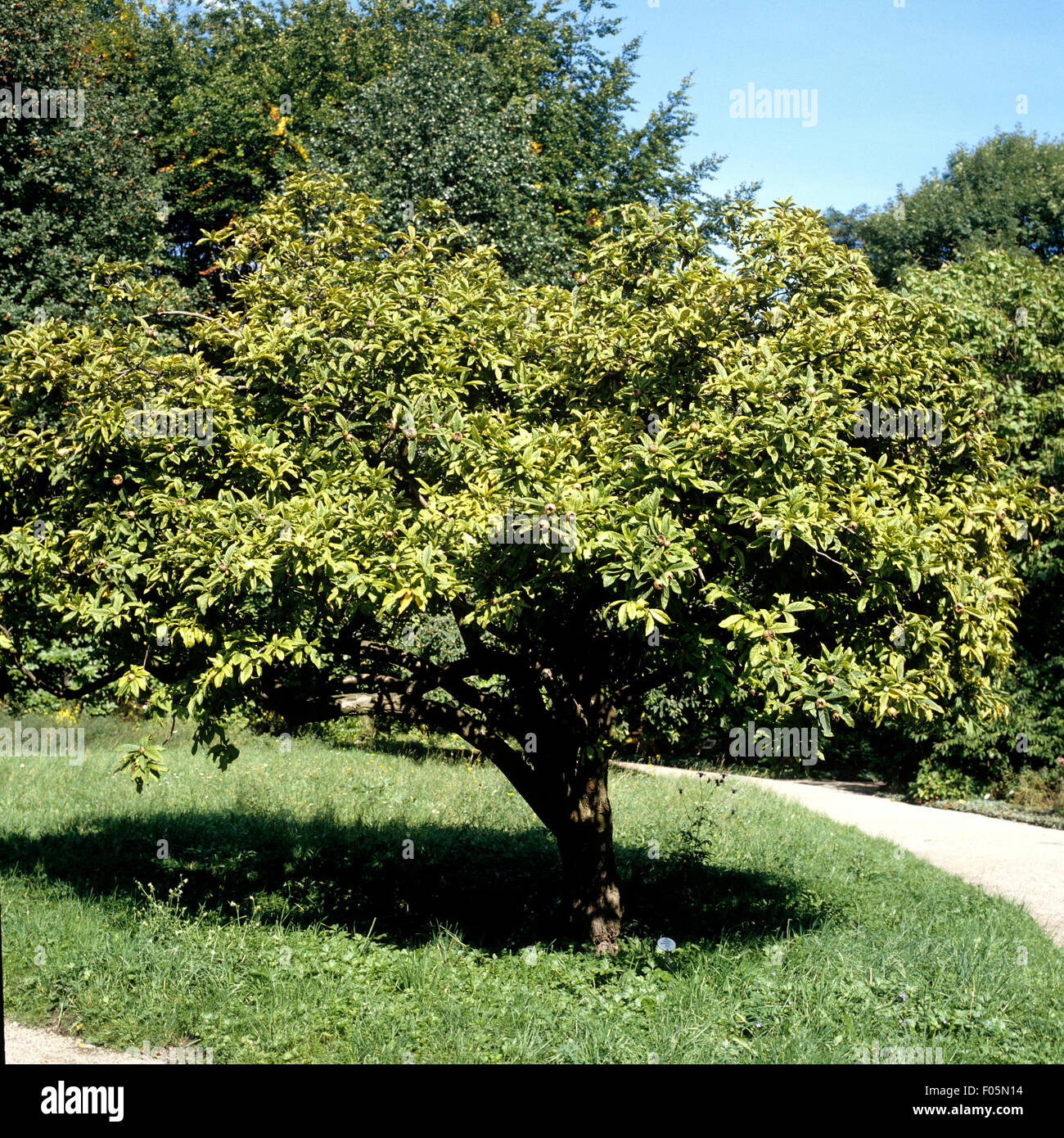 Mispel, Mespilus germanica Stock Photo - Alamy