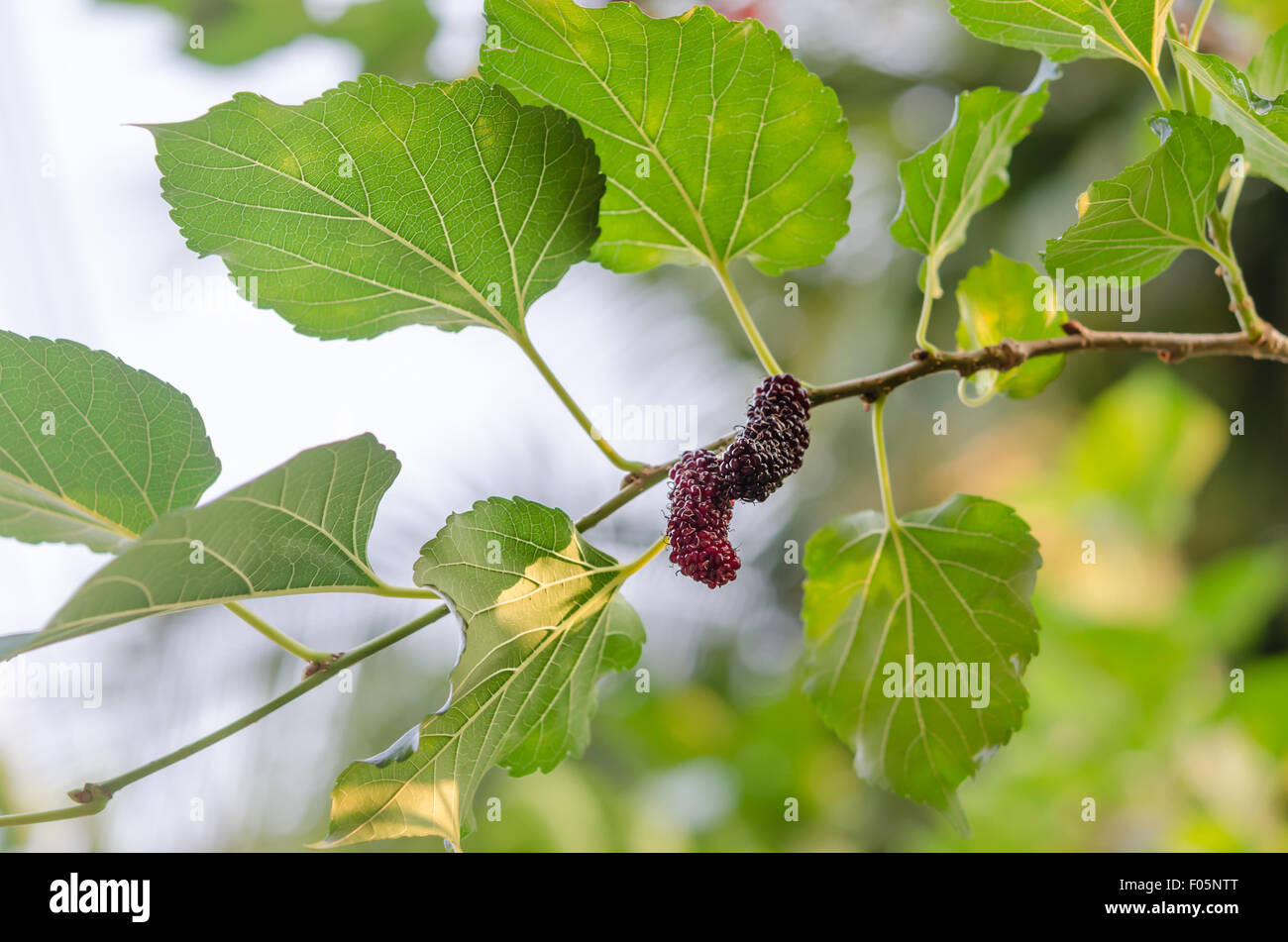 fresh mulberry fruits with leaves in garden Stock Photo Alamy