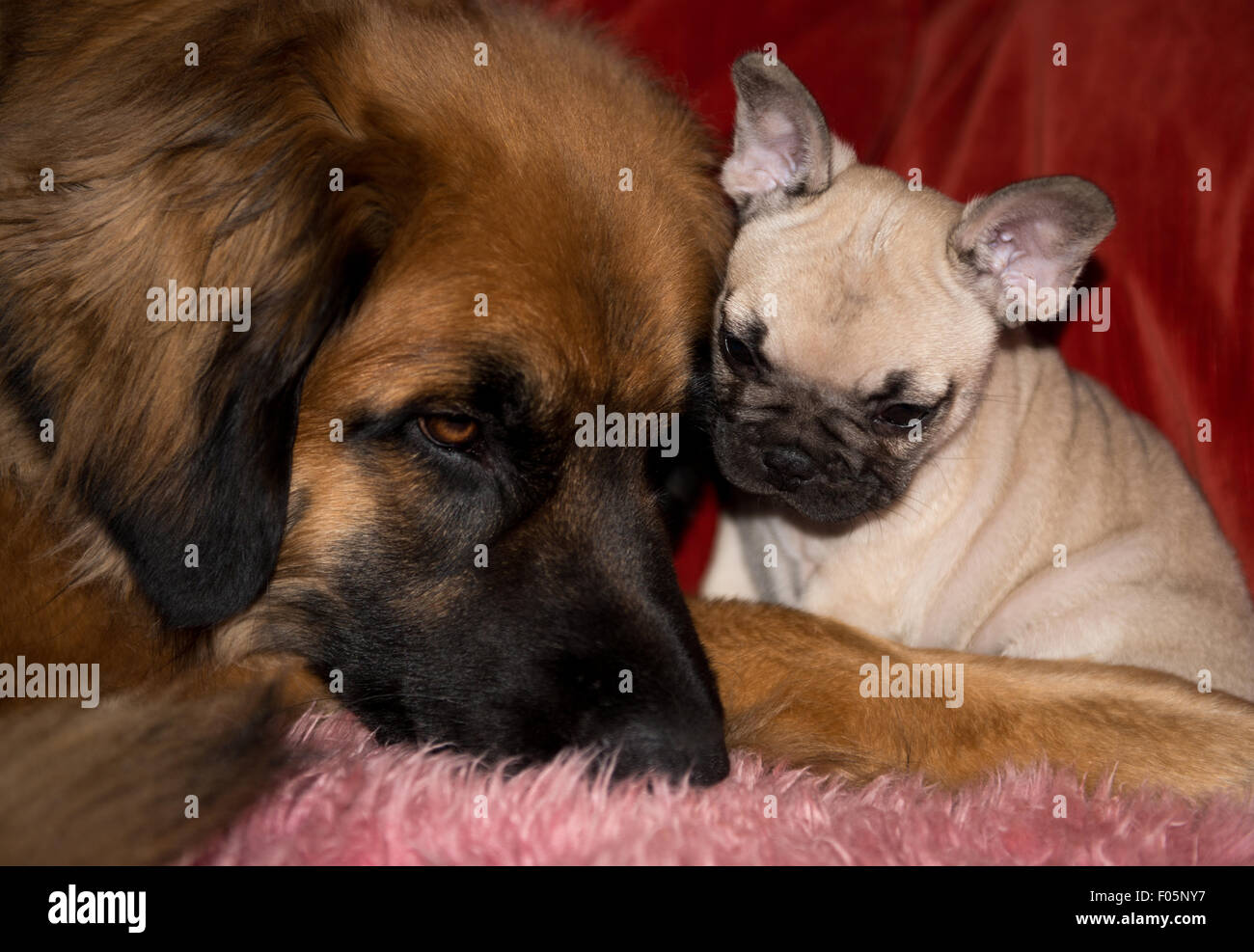 Large Breed Dog and Small Breed Puppy Stock Photo
