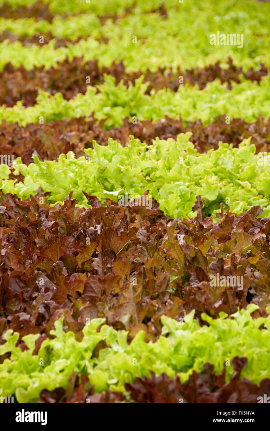 Red oakleaf lettuce hires stock photography and images Alamy