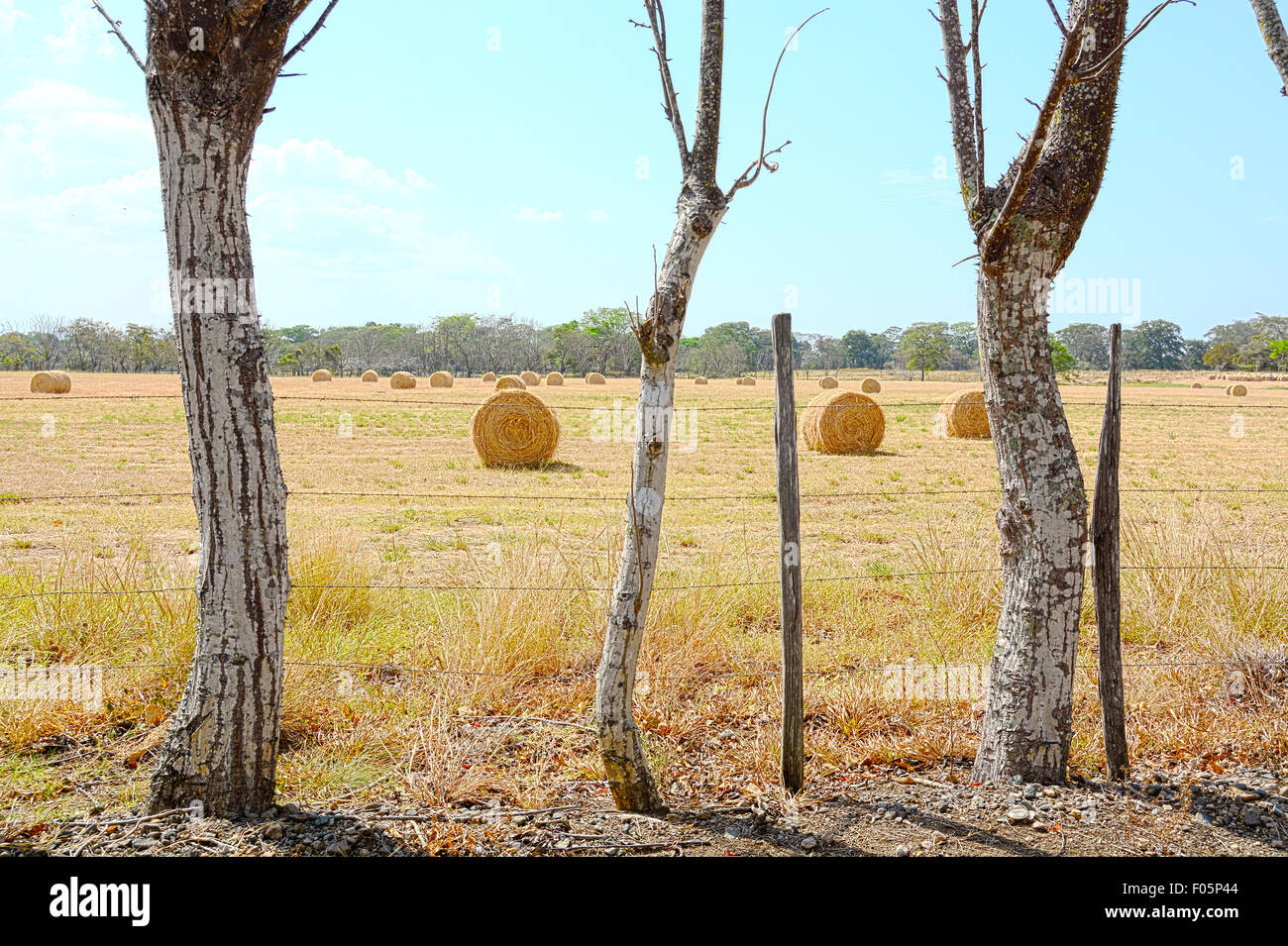 Farm field with hay bales looking through a barbwire fence in rural Panama Stock Photo