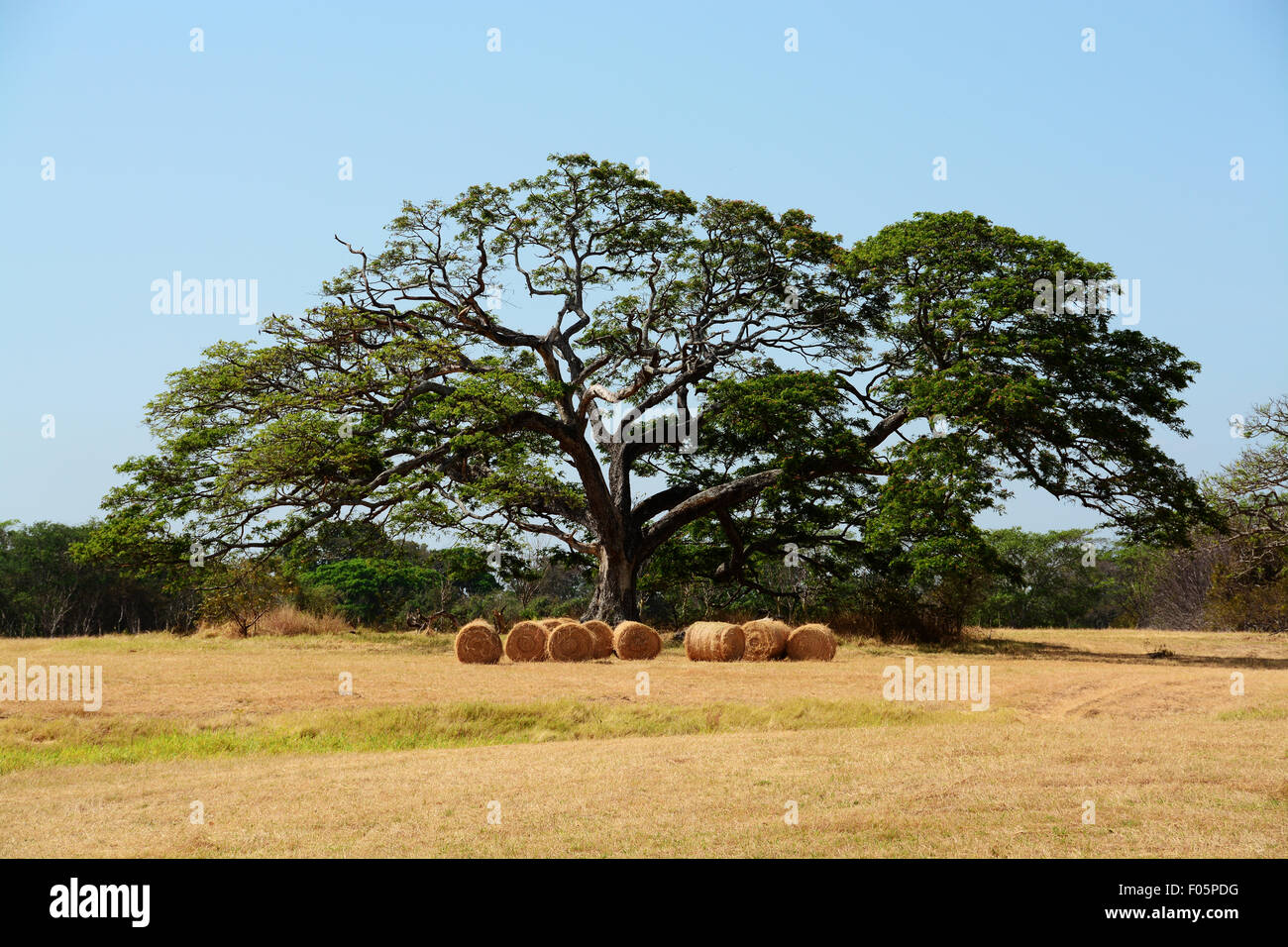 Hay bales below a huge tree in a farm field Stock Photo