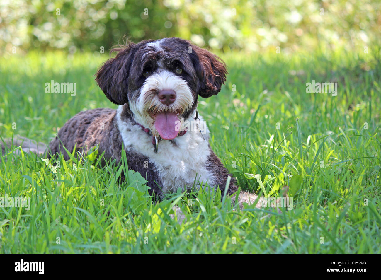 Portuguese Water Dog Pants Portuguese Water Dog Pants