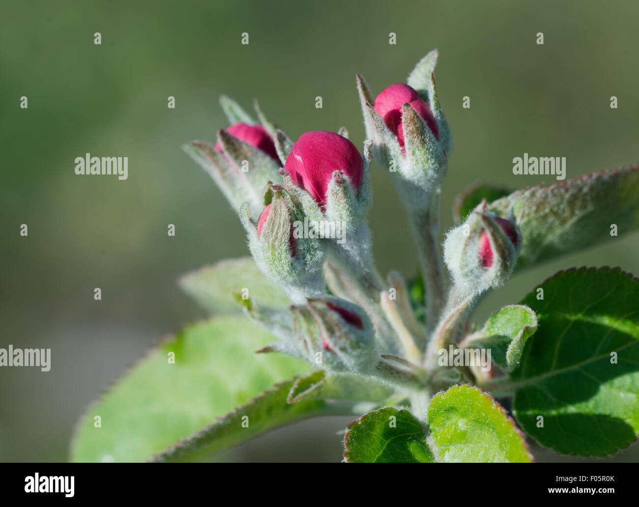 Monferrato, Piedmont,Italy: apple trees in blossom. Stock Photo
