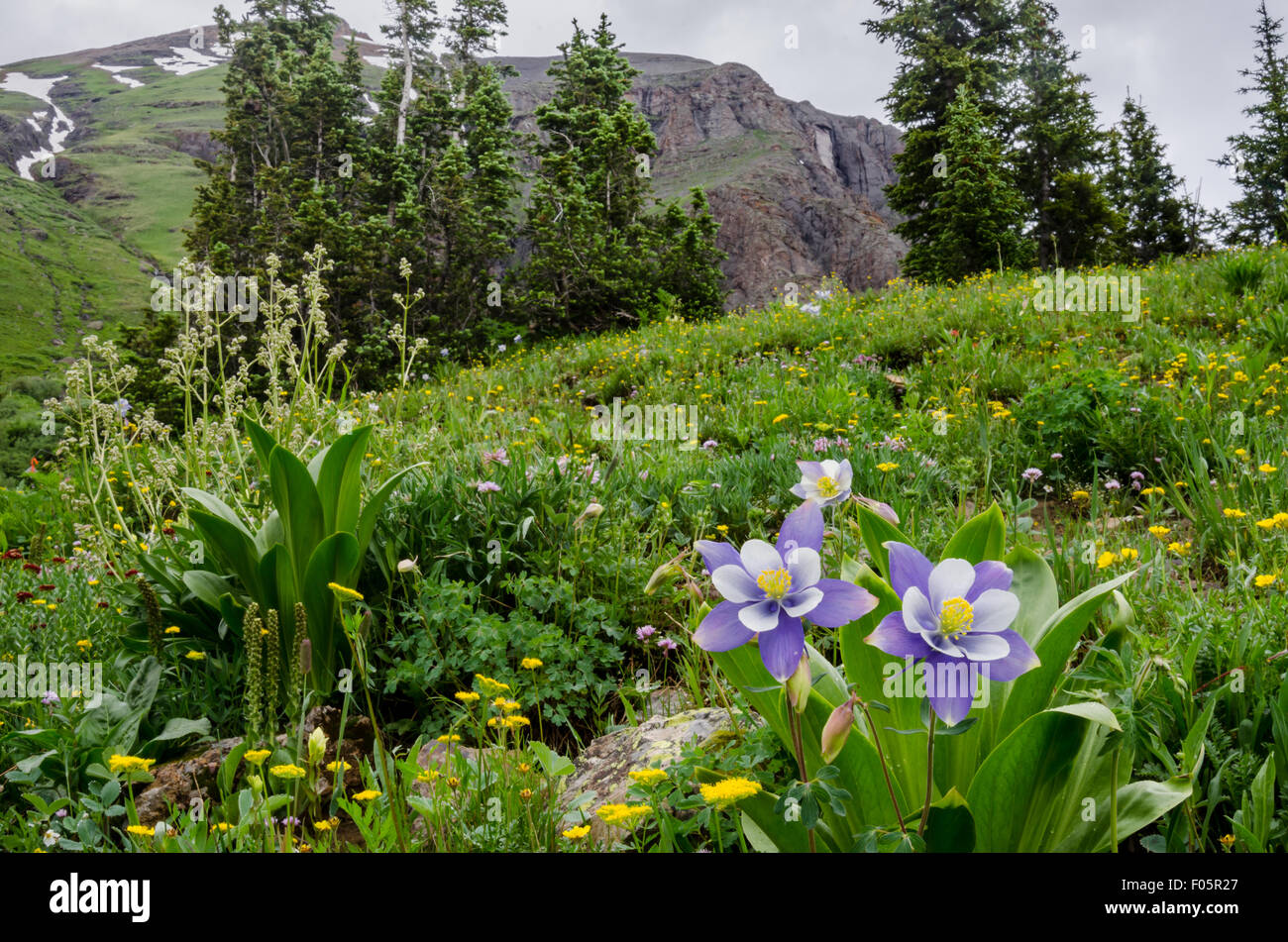Purple and white columbine bloom in a field of wildflowers in the Ice