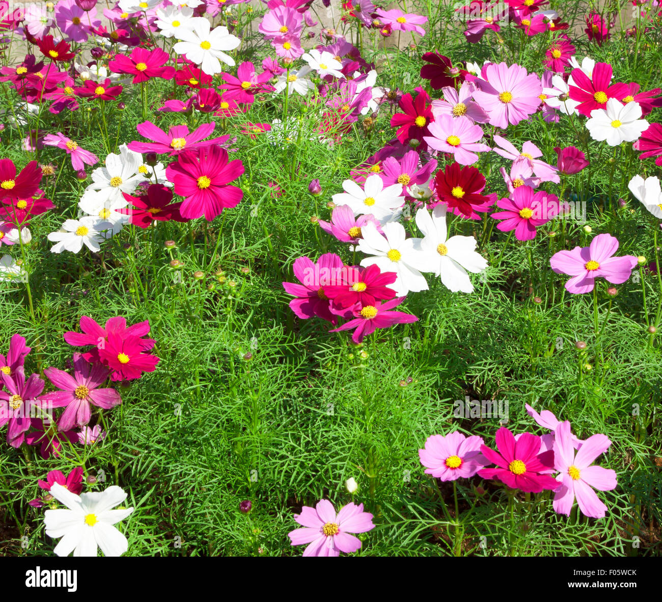 Cosmos sulphureus cav hi-res stock photography and images - Alamy