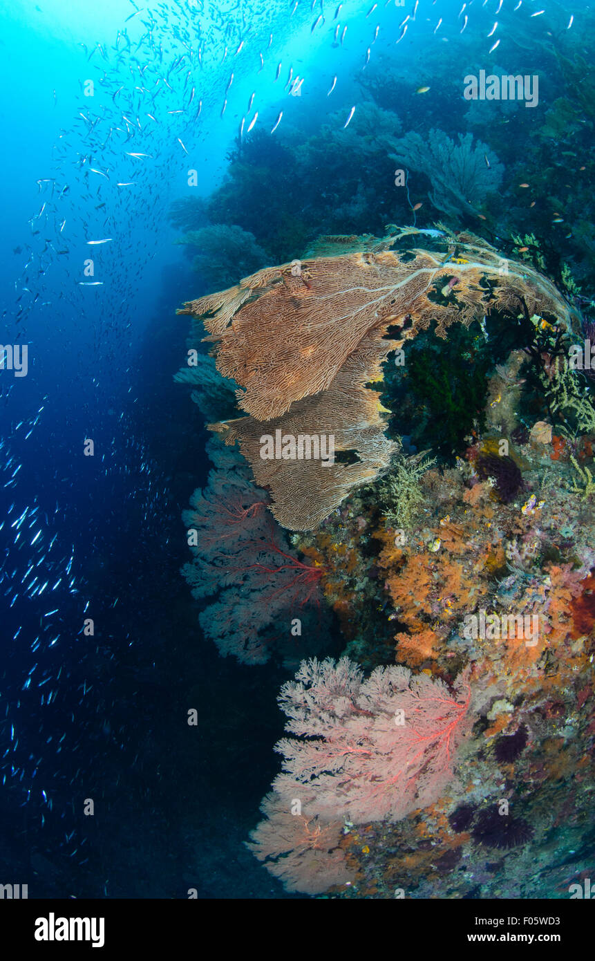 Seafans and schools of baitfish, Neptunes Fansea dive site, Misool region, Raja Ampat, Indonesia, Pacific Ocean Stock Photo